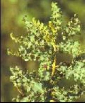 Supply Frankincense Extraction